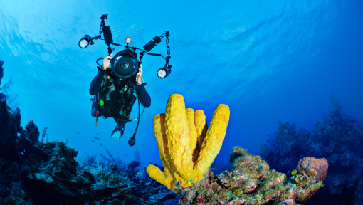 PADI Underwater Imaging Course
