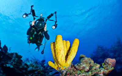 A Window to the Ocean: A Comprehensive Guide to Underwater Photography while Diving